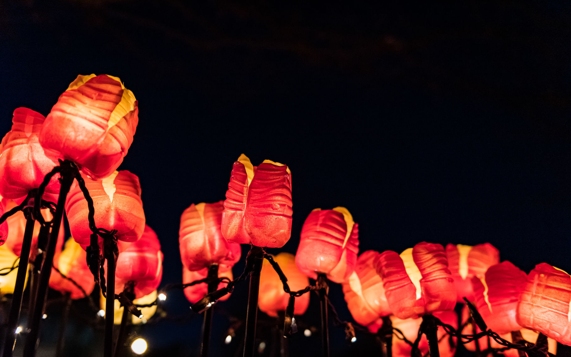 Ciener Garden Tulip Holiday Blooms Light Display